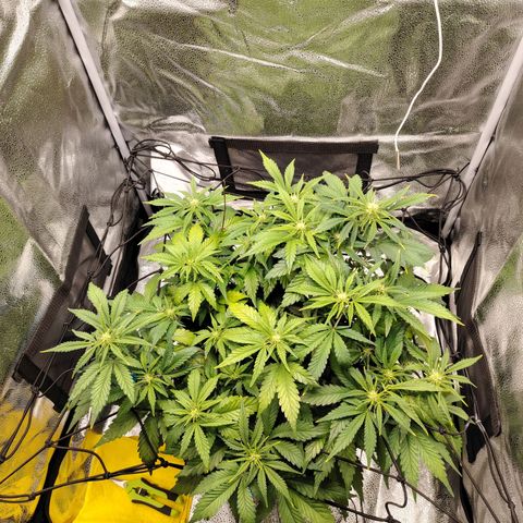 Auto Moon Rock Divine Seeds growlog timeline photo