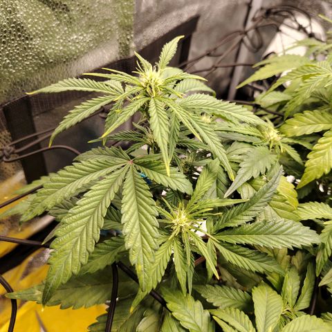 Auto Moon Rock Divine Seeds growlog timeline photo