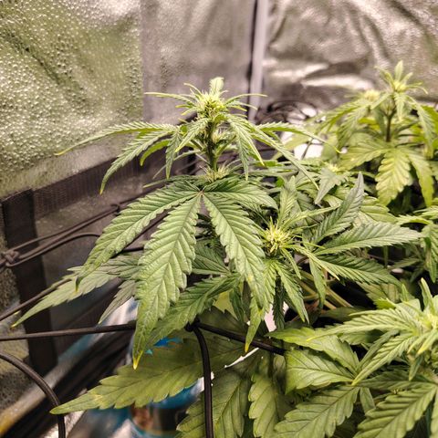 Auto Moon Rock Divine Seeds growlog timeline photo