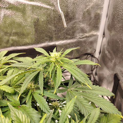 Auto Moon Rock Divine Seeds growlog timeline photo