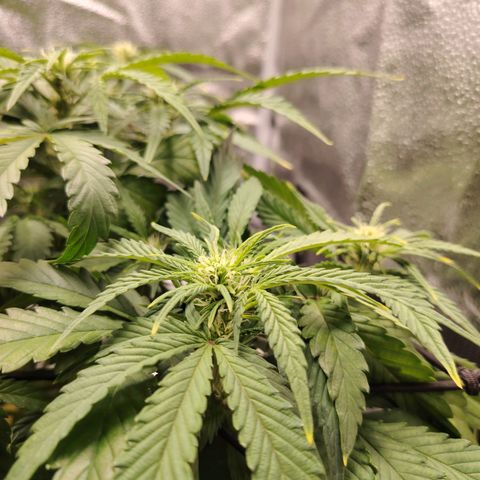 Auto Moon Rock Divine Seeds growlog timeline photo