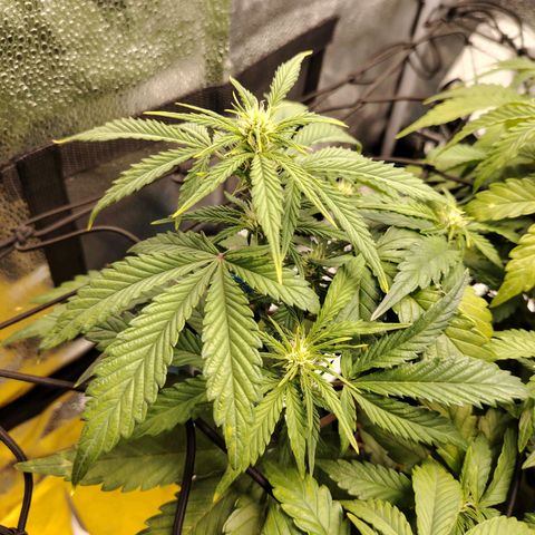 Auto Moon Rock Divine Seeds growlog timeline photo
