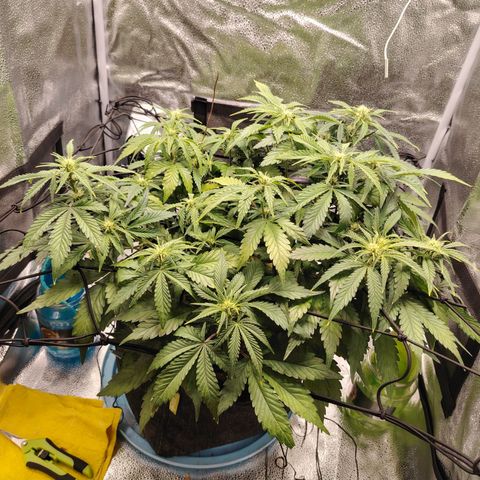 Auto Moon Rock Divine Seeds growlog timeline photo