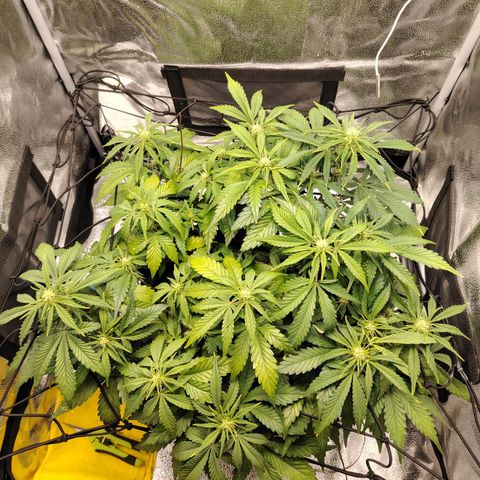 Auto Moon Rock Divine Seeds growlog timeline photo