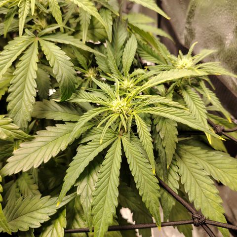 Auto Moon Rock Divine Seeds growlog timeline photo
