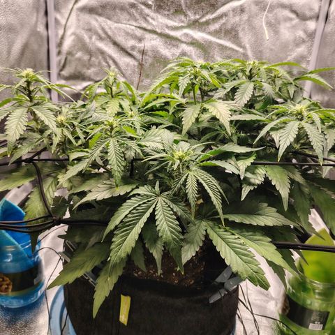 Auto Moon Rock Divine Seeds growlog timeline photo