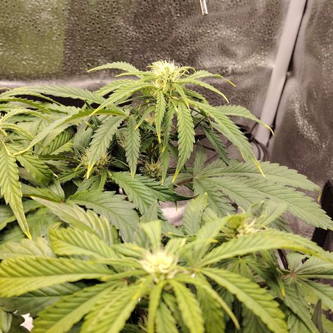 Auto Moon Rock Divine Seeds growlog timeline photo