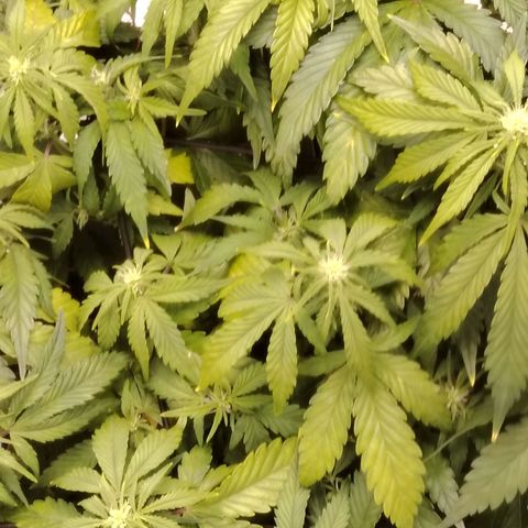 Auto Moon Rock Divine Seeds growlog timeline photo