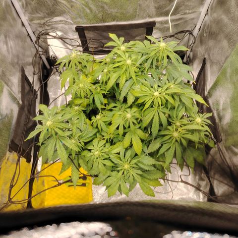 Auto Moon Rock Divine Seeds growlog timeline photo