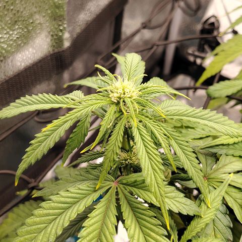 Auto Moon Rock Divine Seeds growlog timeline photo