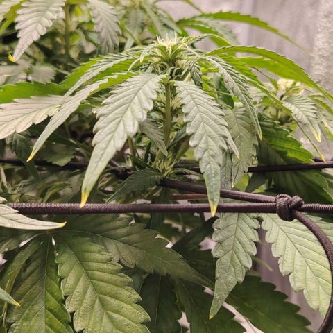 Auto Moon Rock Divine Seeds growlog timeline photo