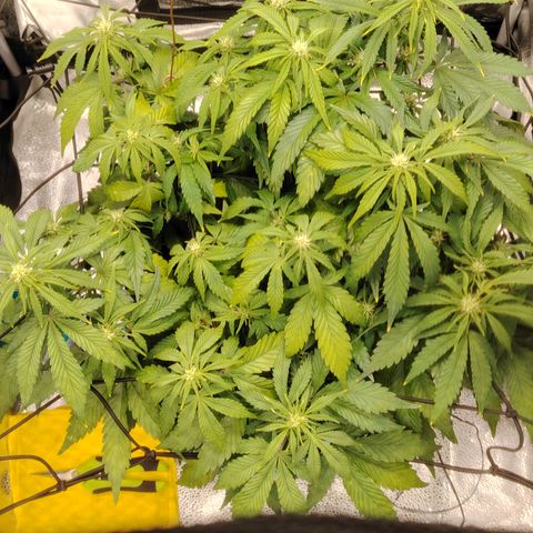 Auto Moon Rock Divine Seeds growlog timeline photo