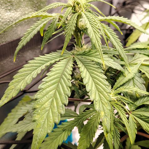 Auto Moon Rock Divine Seeds growlog timeline photo
