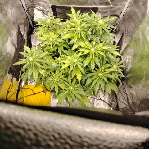 Auto Moon Rock Divine Seeds growlog timeline photo