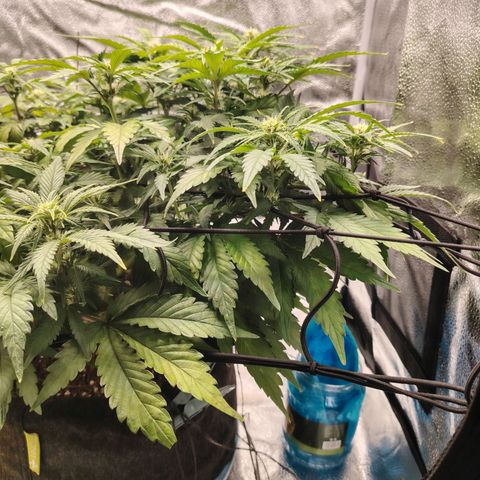 Auto Moon Rock Divine Seeds growlog timeline photo