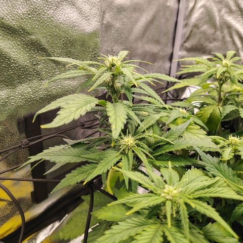 Auto Moon Rock Divine Seeds growlog timeline photo