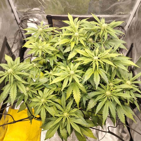 Auto Moon Rock Divine Seeds growlog timeline photo