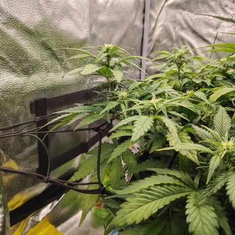 Auto Moon Rock Divine Seeds growlog timeline photo