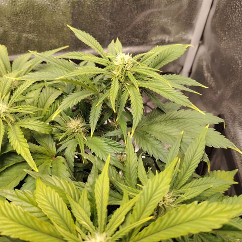 Auto Moon Rock Divine Seeds growlog timeline photo