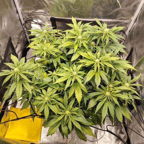 Auto Moon Rock Divine Seeds growlog timeline photo