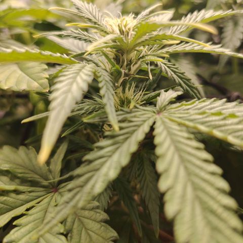 Auto Moon Rock Divine Seeds growlog timeline photo