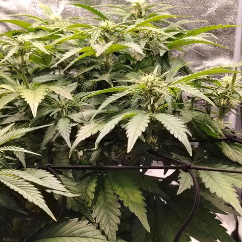 Auto Moon Rock Divine Seeds growlog timeline photo