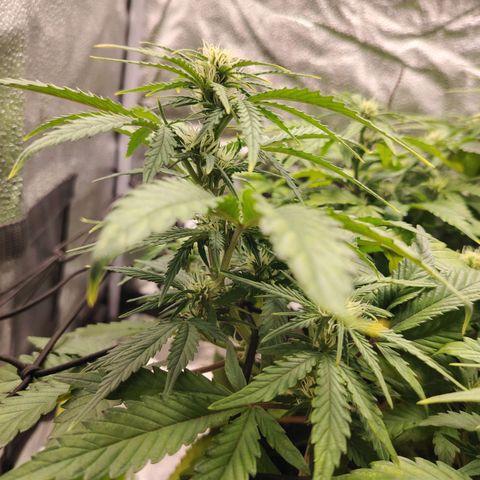 Auto Moon Rock Divine Seeds growlog timeline photo
