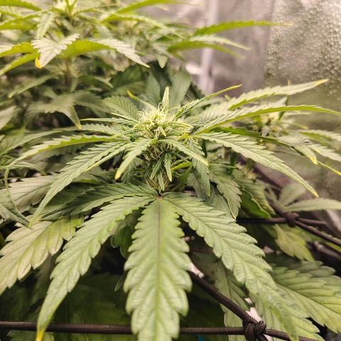 Auto Moon Rock Divine Seeds growlog timeline photo