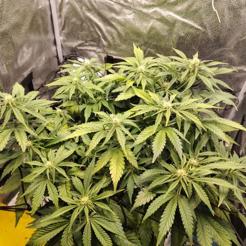 Auto Moon Rock Divine Seeds growlog timeline photo