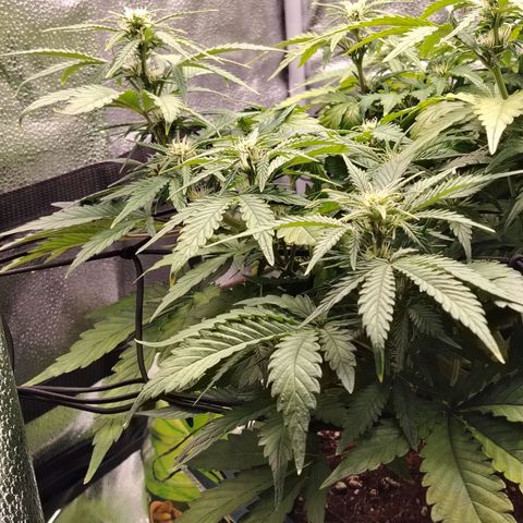 Auto Moon Rock Divine Seeds growlog timeline photo