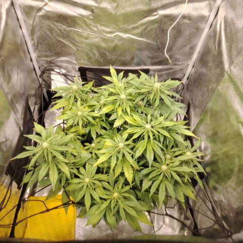 Auto Moon Rock Divine Seeds growlog timeline photo