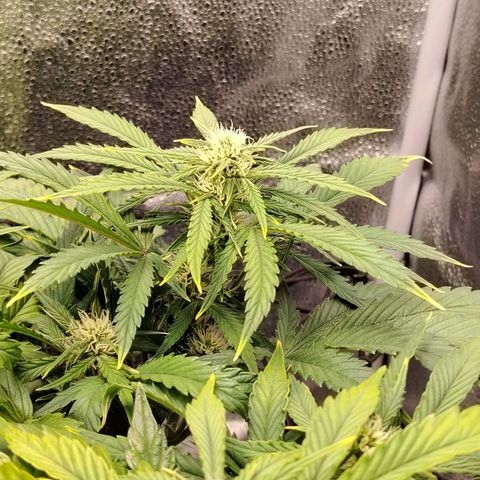 Auto Moon Rock Divine Seeds growlog timeline photo