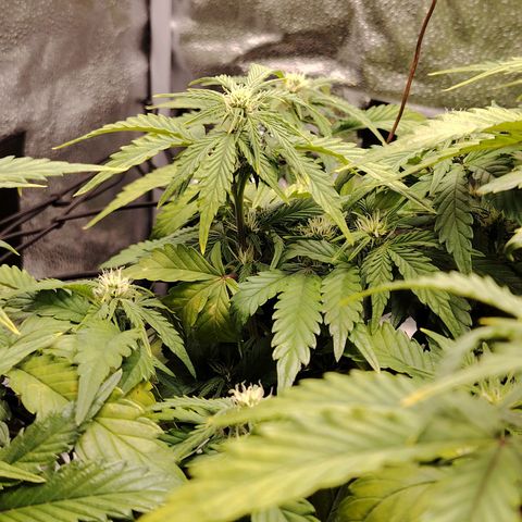 Auto Moon Rock Divine Seeds growlog timeline photo
