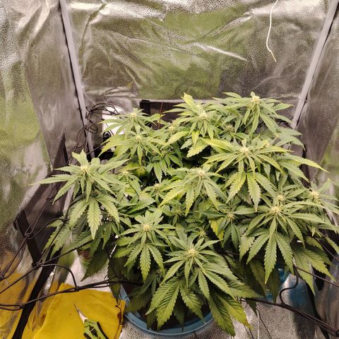 Auto Moon Rock Divine Seeds growlog timeline photo