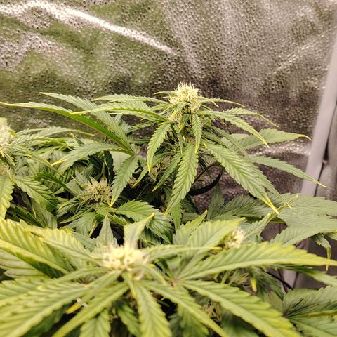 Auto Moon Rock Divine Seeds growlog timeline photo