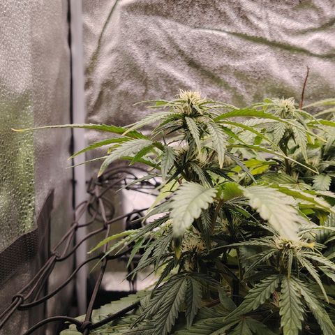 Auto Moon Rock Divine Seeds growlog timeline photo