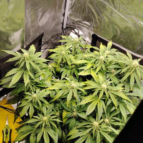 Auto Moon Rock Divine Seeds growlog timeline photo