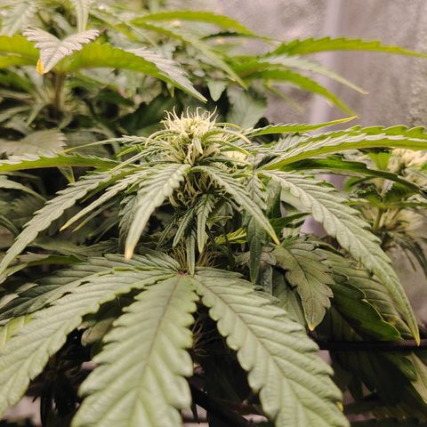 Auto Moon Rock Divine Seeds growlog timeline photo