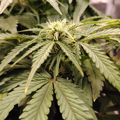 Auto Moon Rock Divine Seeds growlog timeline photo
