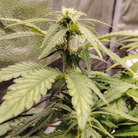 Auto Moon Rock Divine Seeds growlog timeline photo
