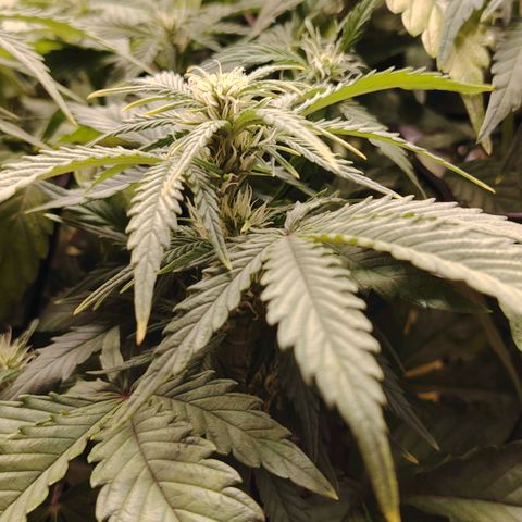 Auto Moon Rock Divine Seeds growlog timeline photo