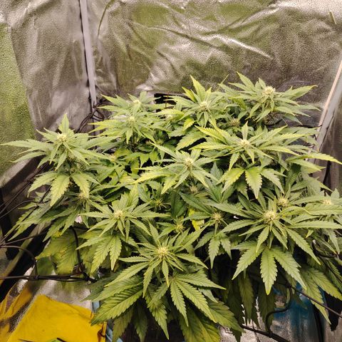 Auto Moon Rock Divine Seeds growlog timeline photo