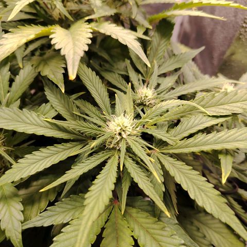 Auto Moon Rock Divine Seeds growlog timeline photo