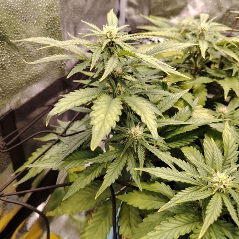 Auto Moon Rock Divine Seeds growlog timeline photo