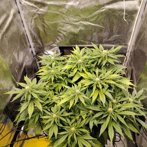 Auto Moon Rock Divine Seeds growlog timeline photo