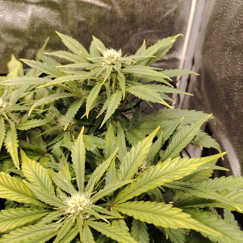 Auto Moon Rock Divine Seeds growlog timeline photo