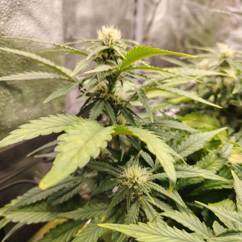 Auto Moon Rock Divine Seeds growlog timeline photo