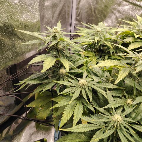 Auto Moon Rock Divine Seeds growlog timeline photo