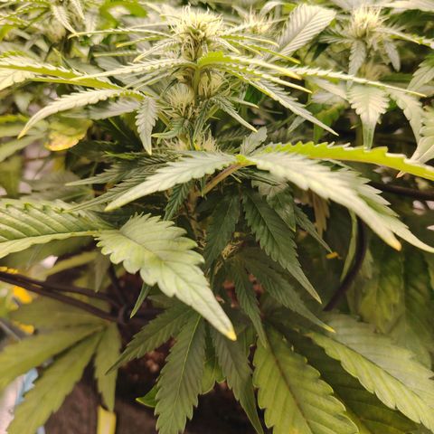 Auto Moon Rock Divine Seeds growlog timeline photo