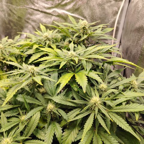 Auto Moon Rock Divine Seeds growlog timeline photo